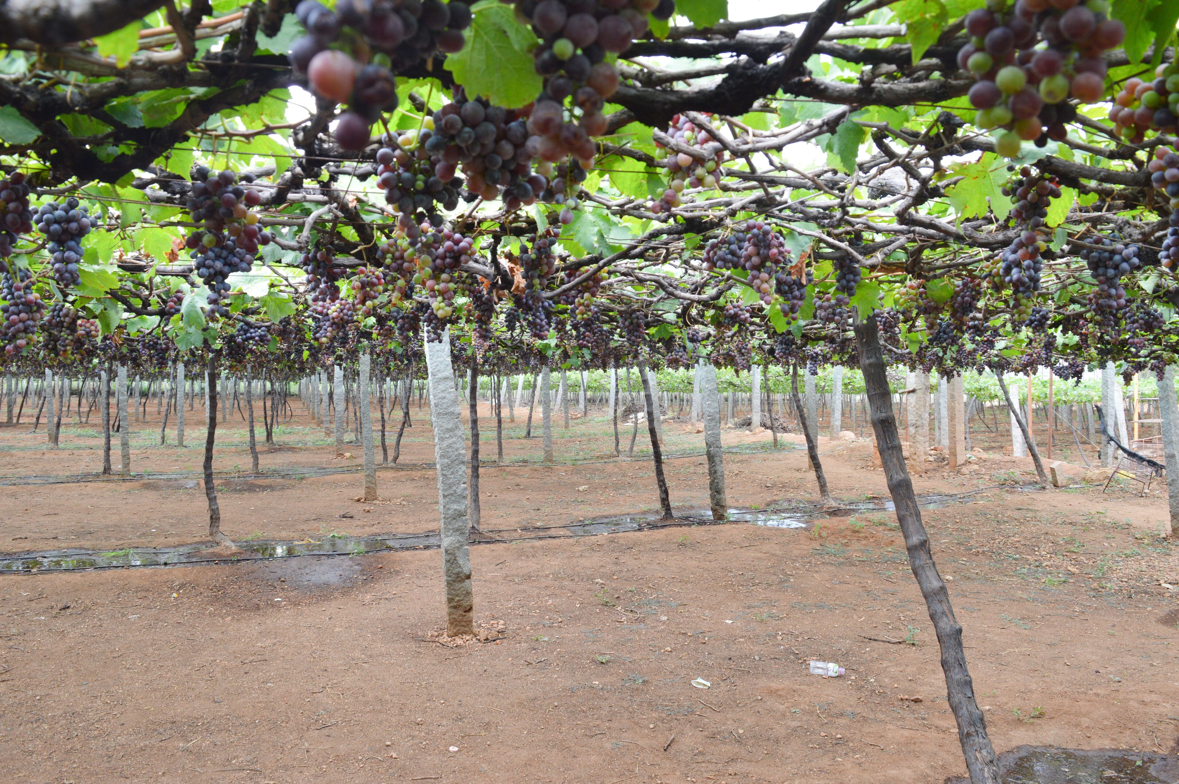 It's a beautiful grape farm which is situated in Cumbum , Theni district of Tamil Nadu.These grapes are very tasty & you can see lots of wine shops outside this farm & different types of wines are available .