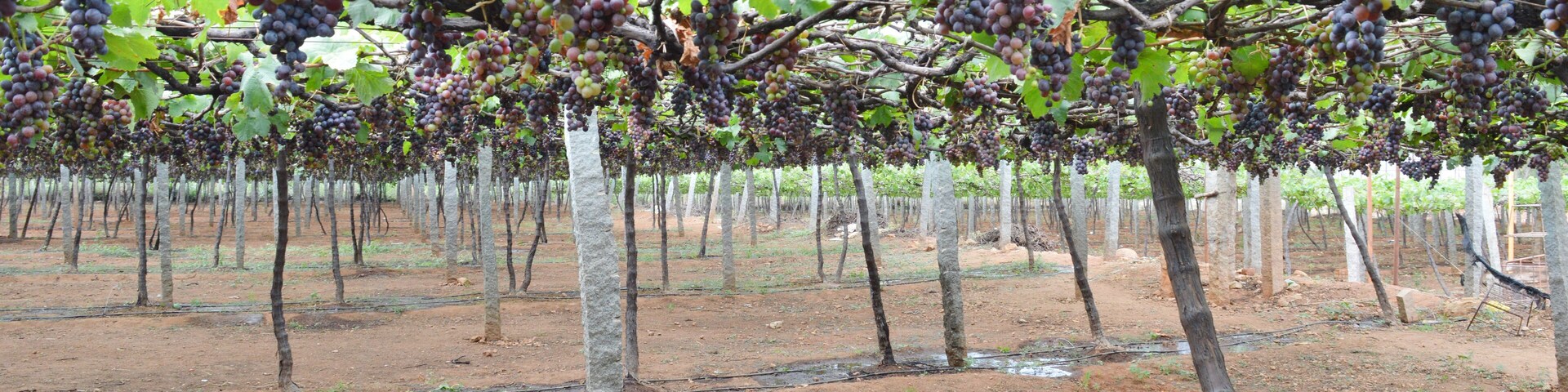 Viñedo con hileras de vides cargadas de racimos de uvas moradas oscuras.