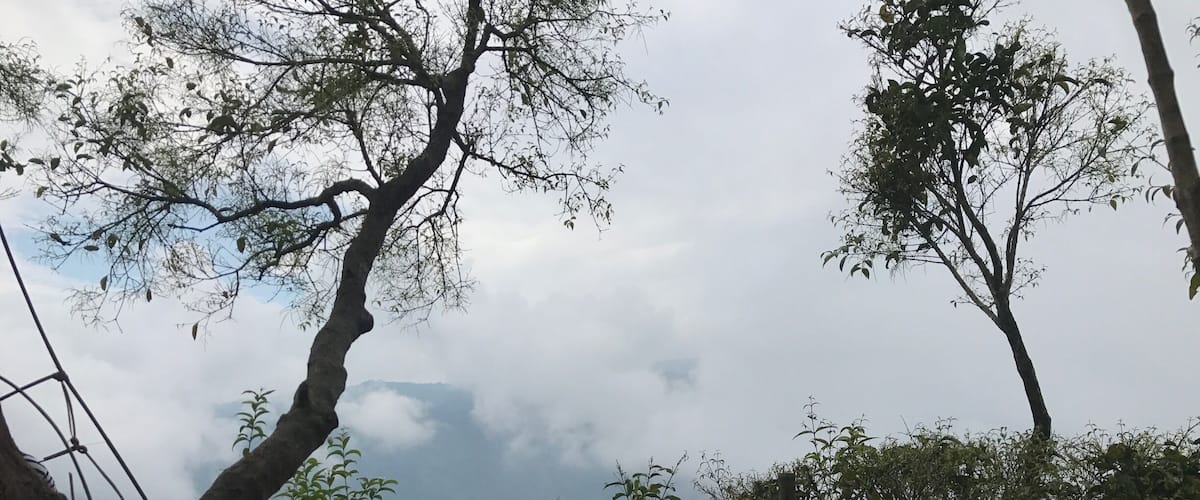 A bamboo railing overlooking a body of water with trees in the background.