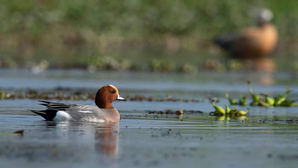 Eurasian wigeon, Mareca penelope, Maguri Beel, Tinsukia District of Upper Assam, India