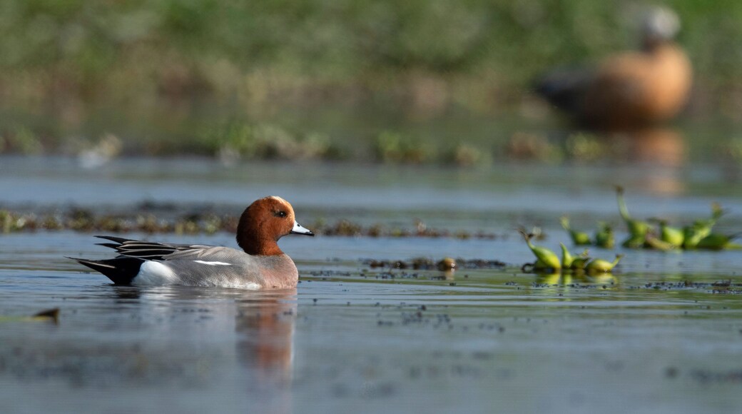 Eurasian wigeon, Mareca penelope, Maguri Beel, Tinsukia District of Upper Assam, India