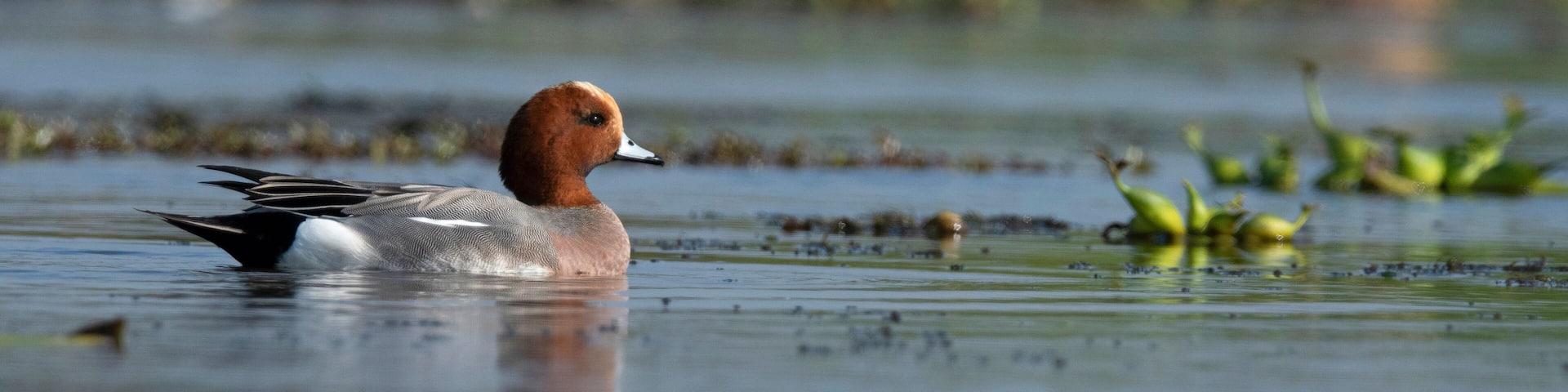 Eurasian wigeon, Mareca penelope, Maguri Beel, Tinsukia District of Upper Assam, India