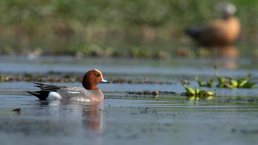 Eurasian wigeon, Mareca penelope, Maguri Beel, Tinsukia District of Upper Assam, India