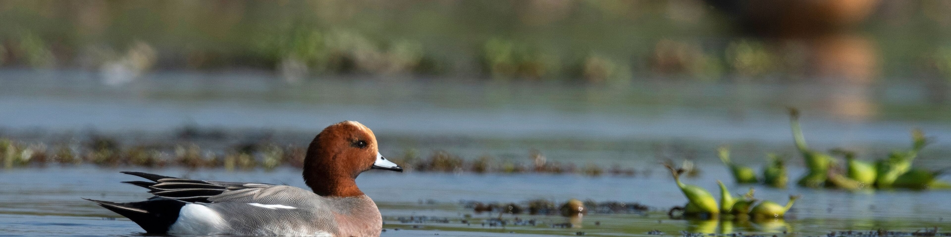 Eurasian wigeon, Mareca penelope, Maguri Beel, Tinsukia District of Upper Assam, India