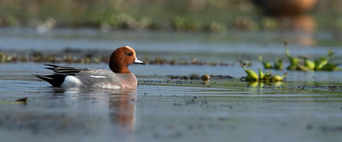A duck swimming in a calm body of water with greenery in the background.