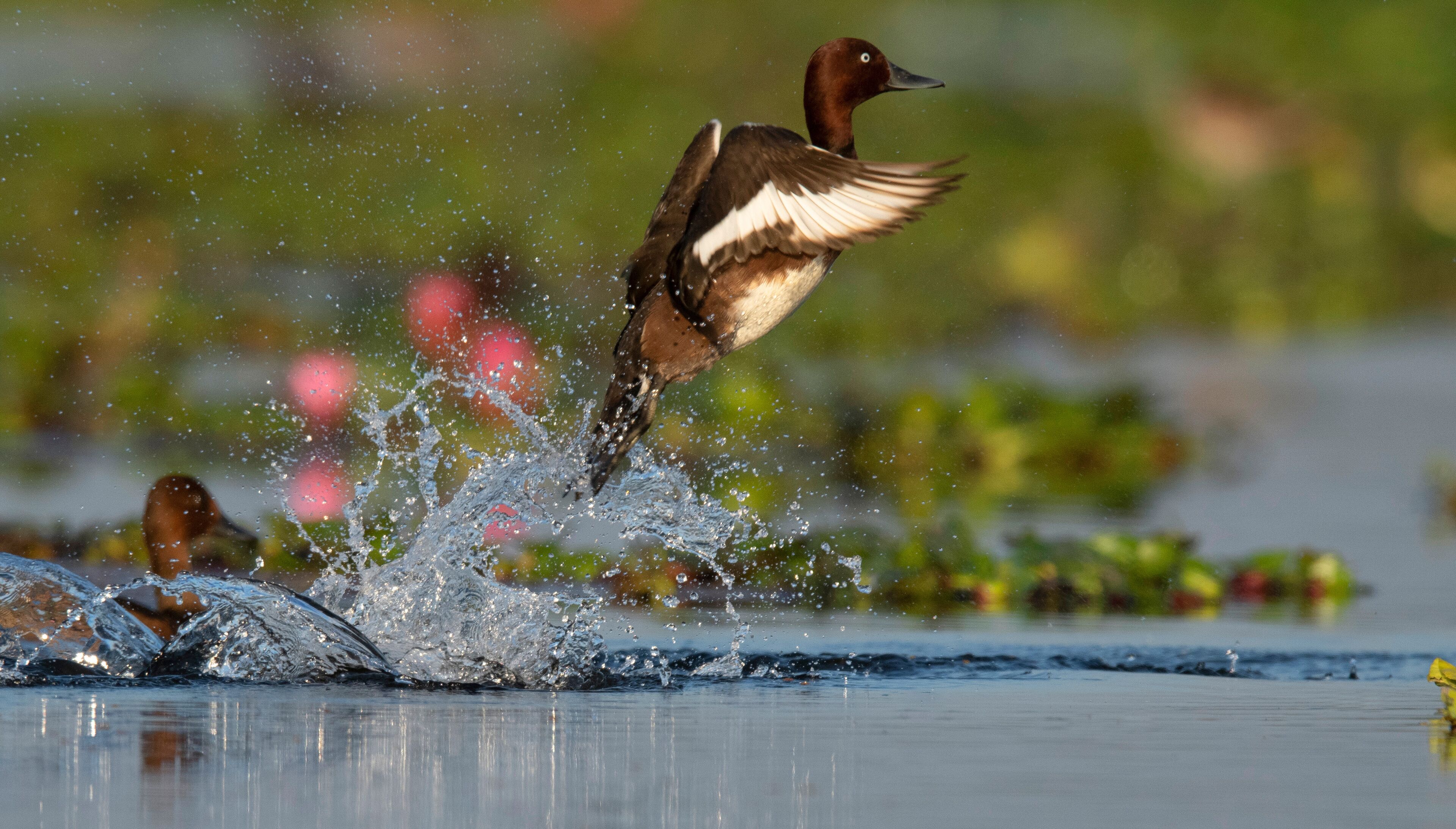 Ferruginous duck or ferruginous pochard, Aythya nyroca Maguri Beel, Tinsukia District of Upper Assam, India