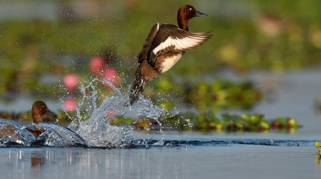 Ferruginous duck or ferruginous pochard, Aythya nyroca Maguri Beel, Tinsukia District of Upper Assam, India