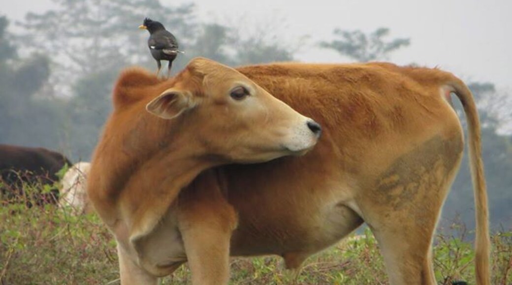 Amazing place for bird watching. Here the mynah bird is perching on the cow's back.