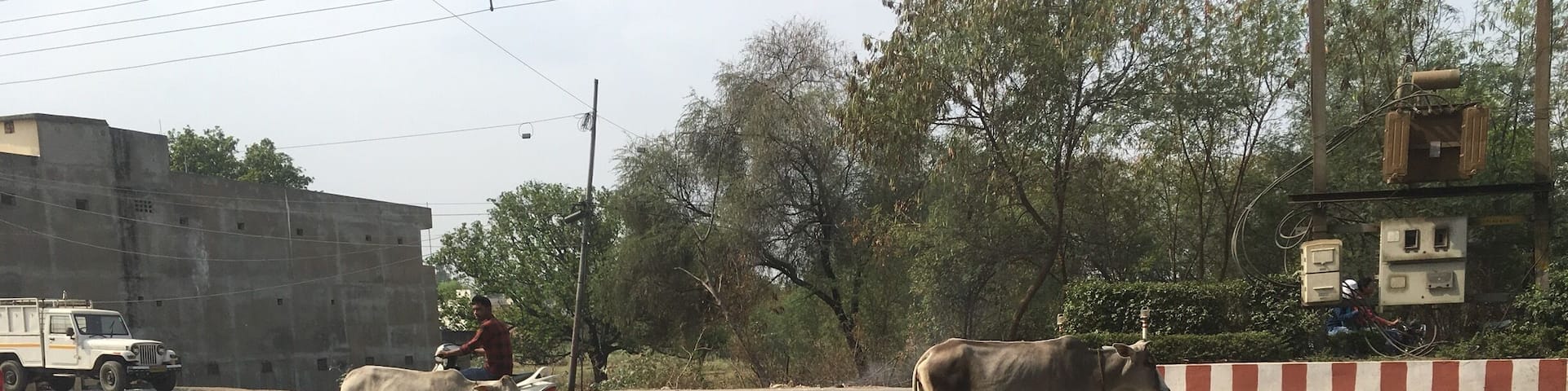 Weird seeing cows just wander around.