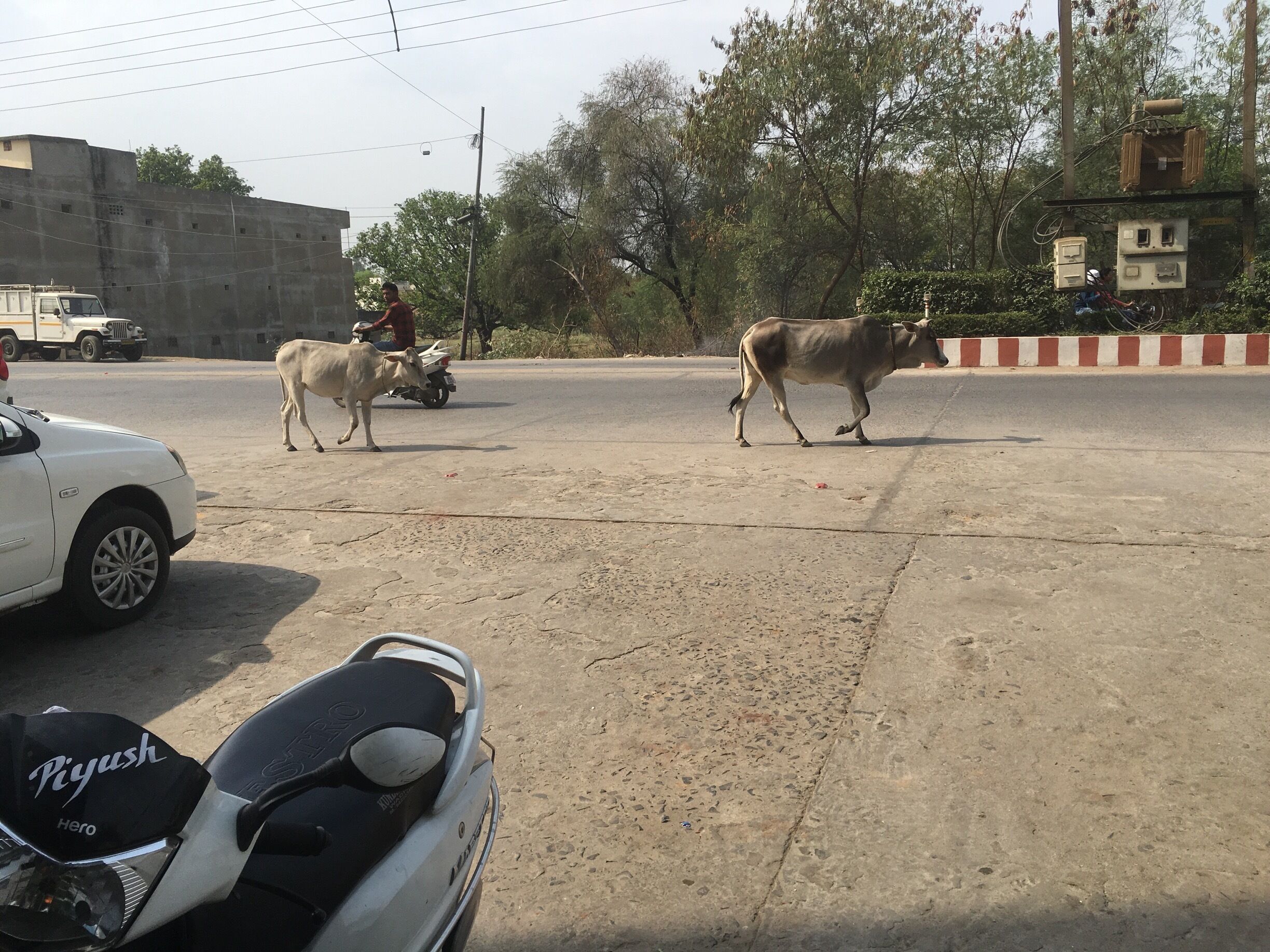 A street scene with cows crossing, a white car, and a motorbike parked on the side.