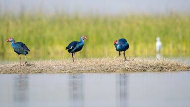 A group of Purple moorhen wading through the shallow waters inside Nalsarovar Bird Sanctuary during a boat safari
