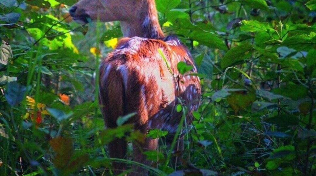 #Deer
From Dudhwa national park India
#Green Photo Sweepstakes
