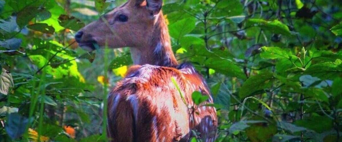 #Deer
From Dudhwa national park India
#Green Photo Sweepstakes