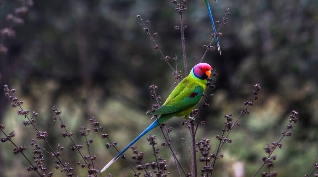 #Parrots
Dudhwa national park
From India
#Green Photo Sweepstakes