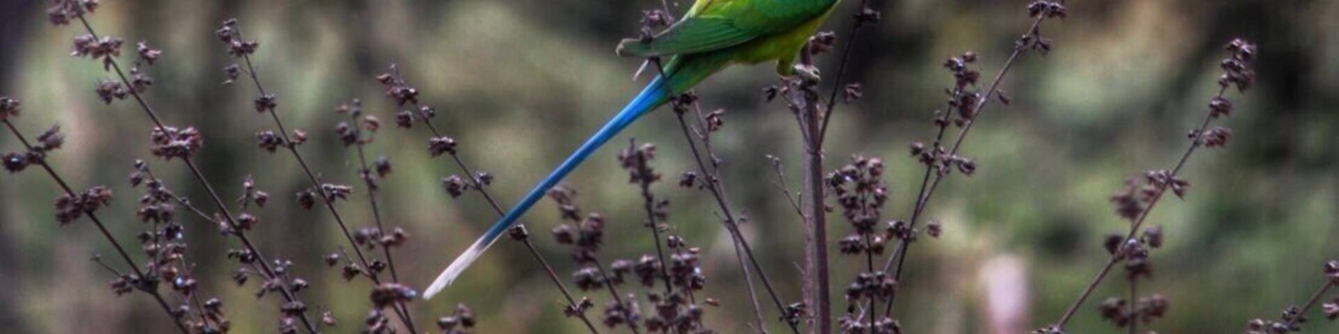 #Parrots
Dudhwa national park
From India
#Green Photo Sweepstakes