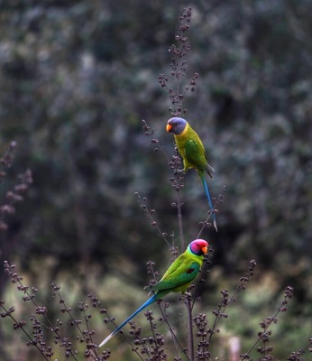 #Parrots
Dudhwa national park
From India
#Green Photo Sweepstakes