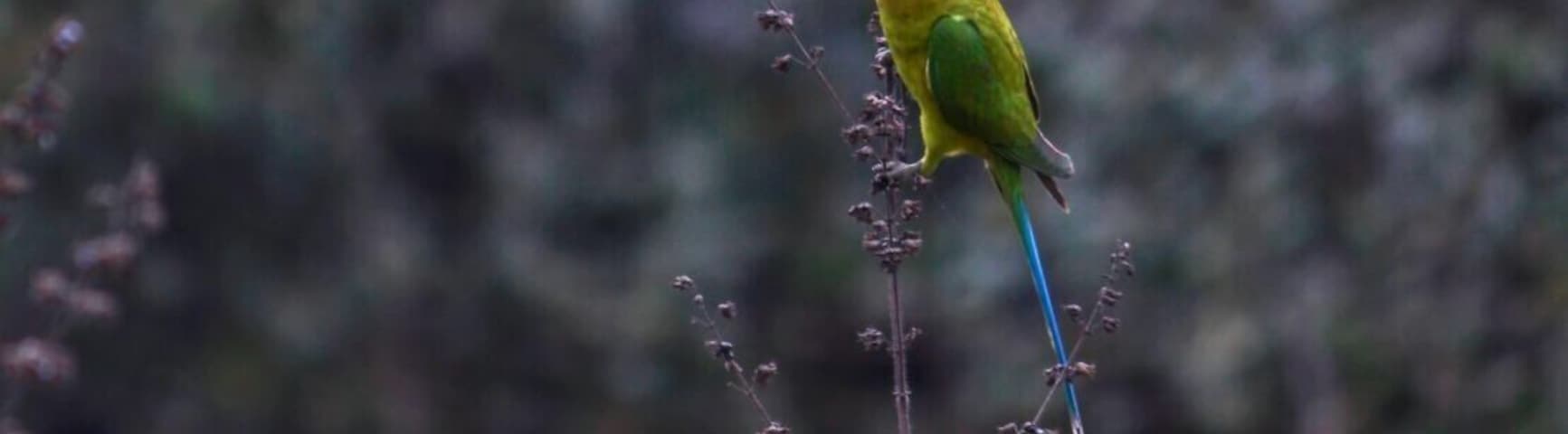 #Parrots
Dudhwa national park
From India
#Green Photo Sweepstakes