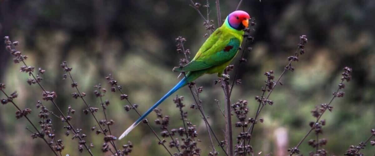 Two colorful birds perched on branches in a natural setting.