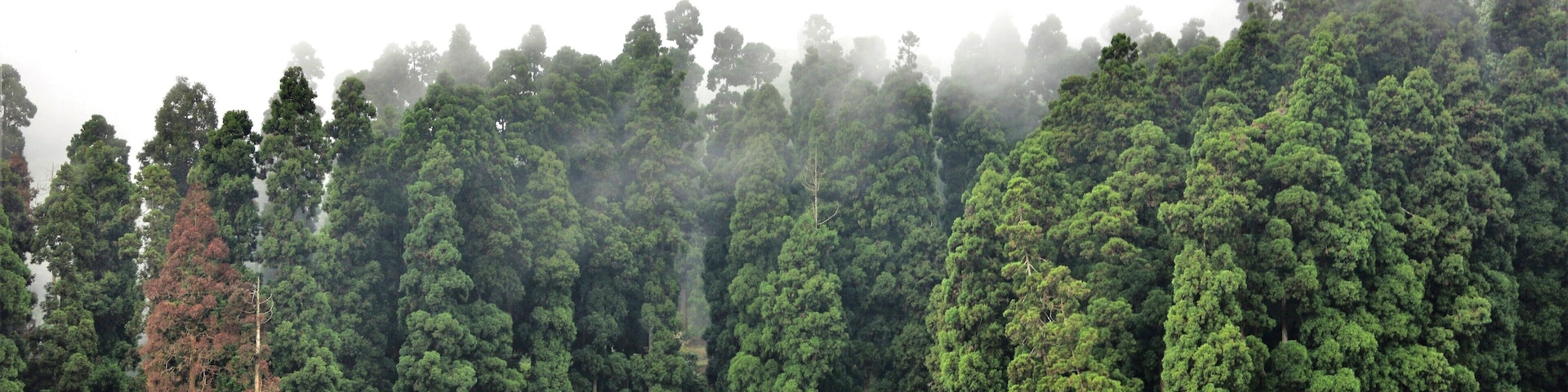 Mirik Lake,Darjeeling....Natural Greeneries surrounding the Lake of Mirik is a Beautiful Tourist Attraction.