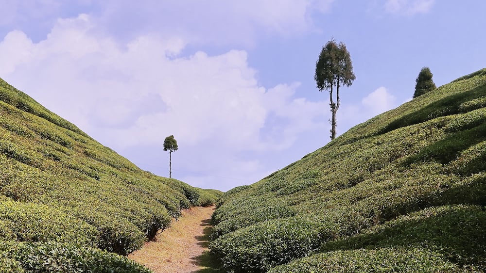 scenic view of green gopaldhara tea garden at mirik near darjeeling hill station in west bengal, india