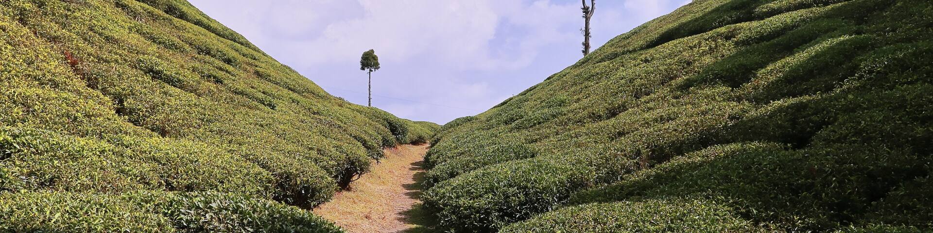 scenic view of green gopaldhara tea garden at mirik near darjeeling hill station in west bengal, india