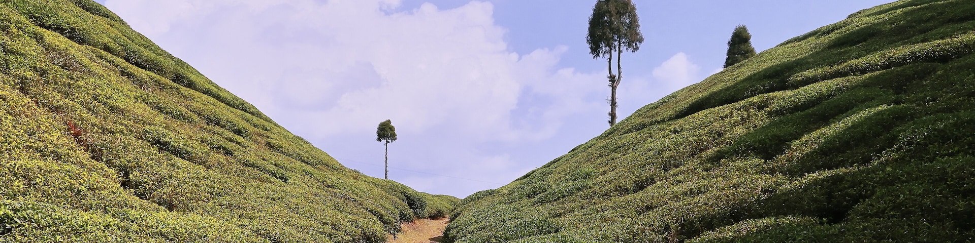 scenic view of green gopaldhara tea garden at mirik near darjeeling hill station in west bengal, india