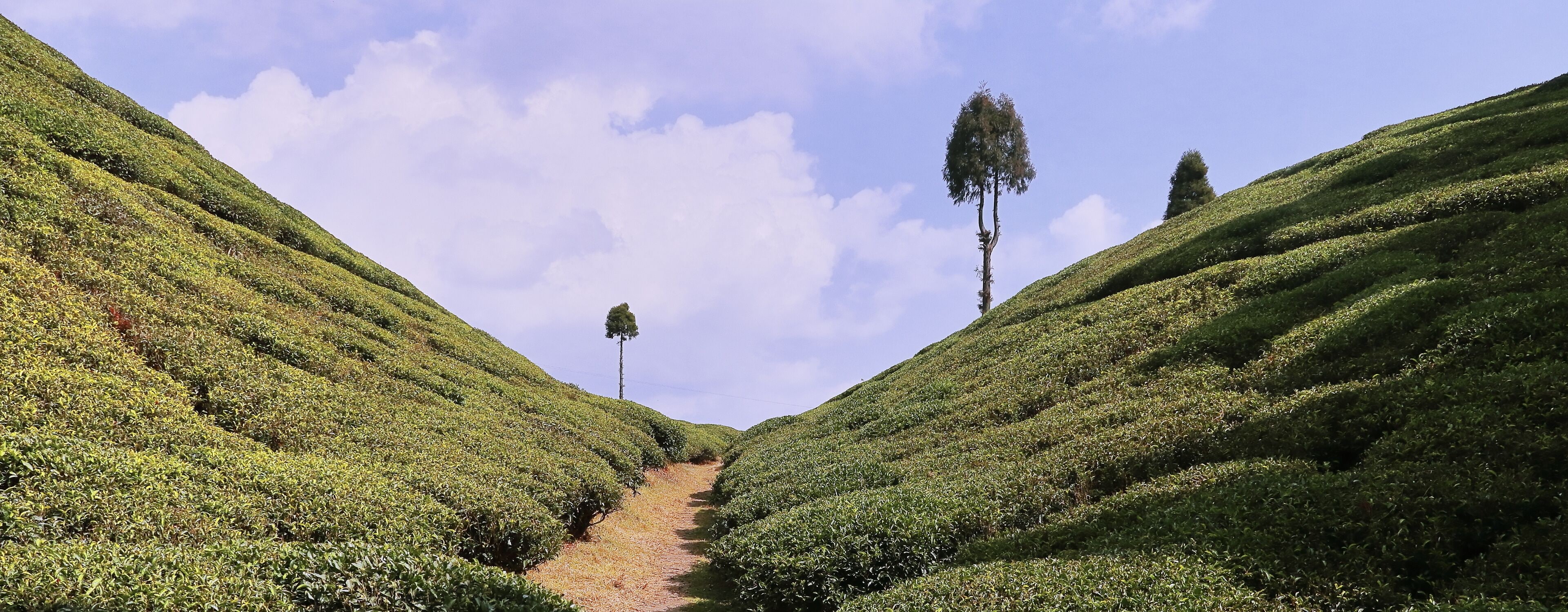A tea plantation with terraced rows and a clear sky.