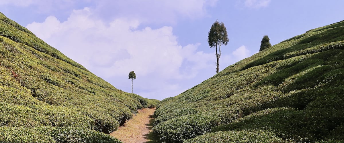 A tea plantation with terraced rows and a clear sky.