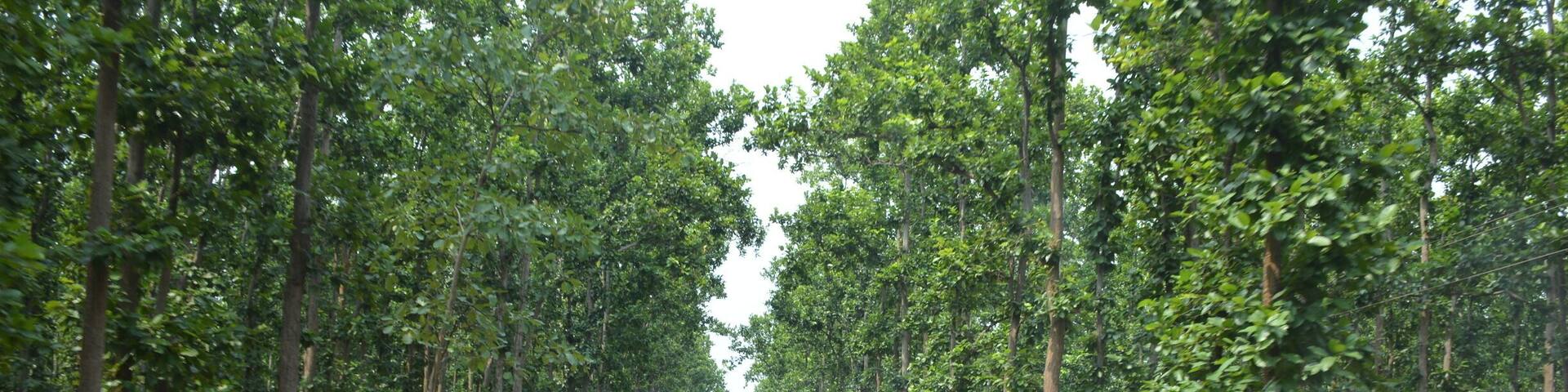 The woods are lovely long and thick..