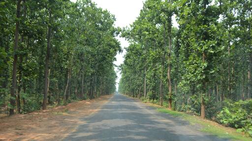 The woods are lovely long and thick..