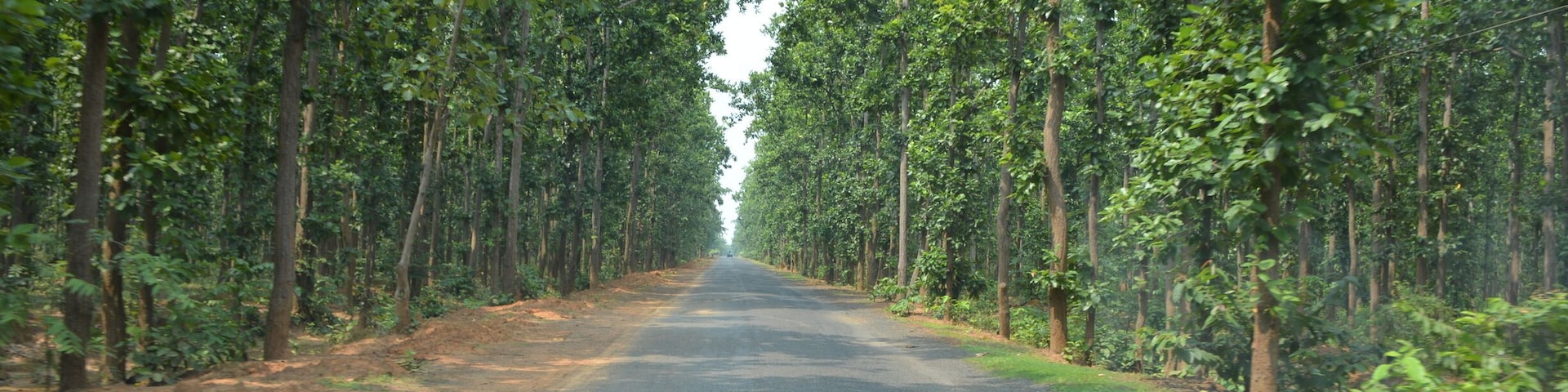 The woods are lovely long and thick..