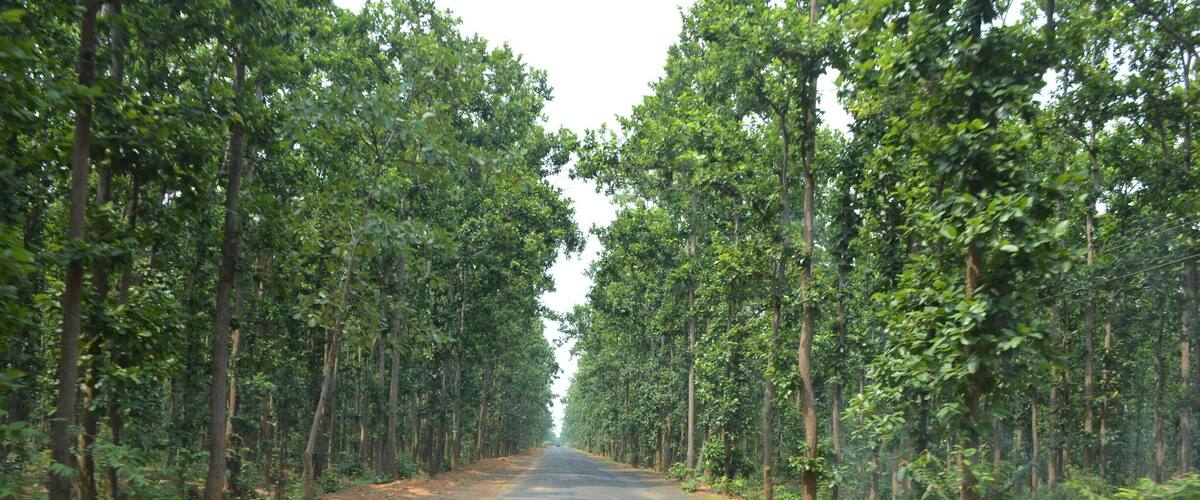A road flanked by dense green trees on both sides.