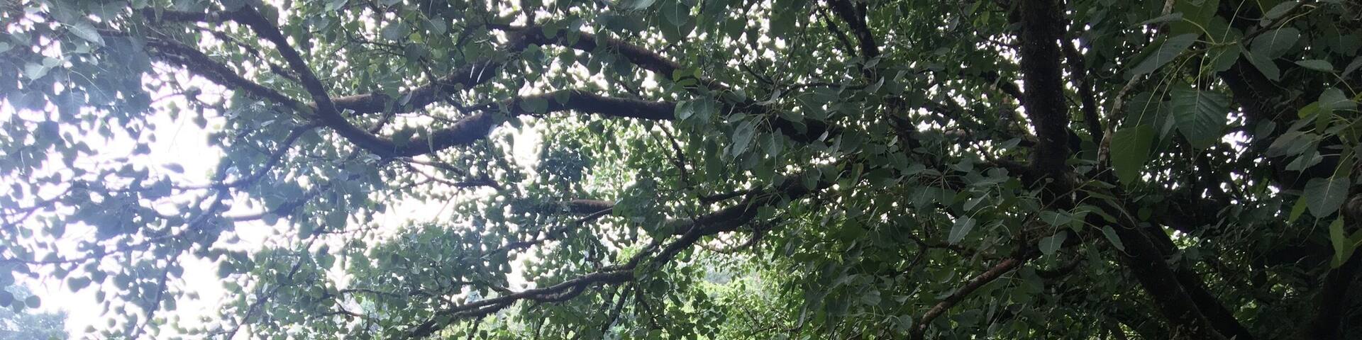 Thrissilery Shiva Temple, Wayanad
Legend has it that those who offer rituals for their ancestors at Thirunelli are aware that these proceedings aren't complete without making an offering at the historic Thrissilery Shiva Temple. Situated about 19 km from Thirunelli, the temple itself is dedicated to Lord Shiva.
Popular for its unique architectural proportions and a quiet and secluded ambience, devotees and visitors alike throng to the temple in hordes. Here one also finds a small shrine of Jala Durga, located in a water body that originates from the Papanashini River near Thirunelli. Locals believe that the shrine was installed by Lord Parasurama, an incarnation of Lord Vishnu.