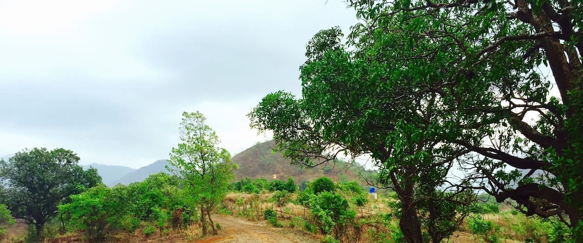 A dirt road flanked by trees and shrubs, leading towards distant mountains.