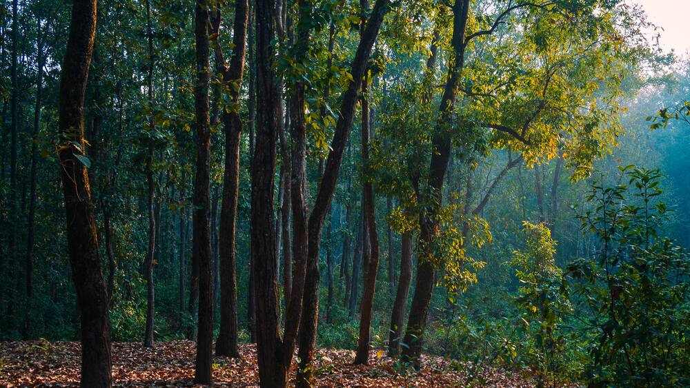Autumn in the woods. The dense forest of Lataguri, Dooars jungle, West Bengal, India. February 2023.