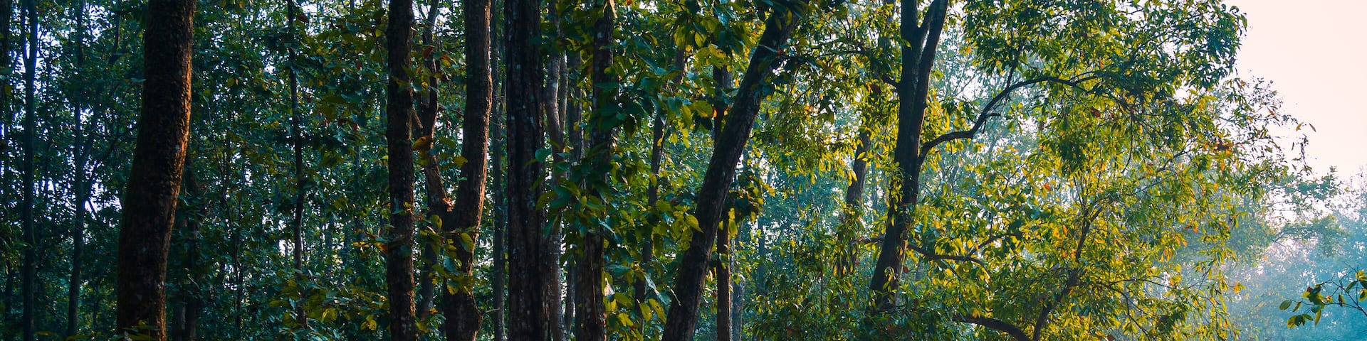 Autumn in the woods. The dense forest of Lataguri, Dooars jungle, West Bengal, India. February 2023.