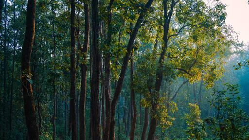Autumn in the woods. The dense forest of Lataguri, Dooars jungle, West Bengal, India. February 2023.