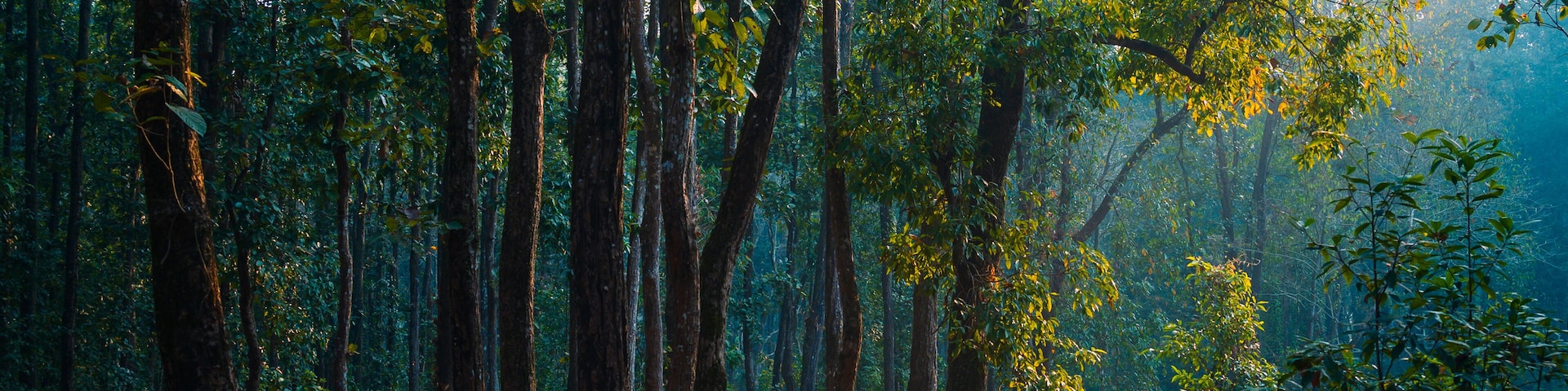 Autumn in the woods. The dense forest of Lataguri, Dooars jungle, West Bengal, India. February 2023.