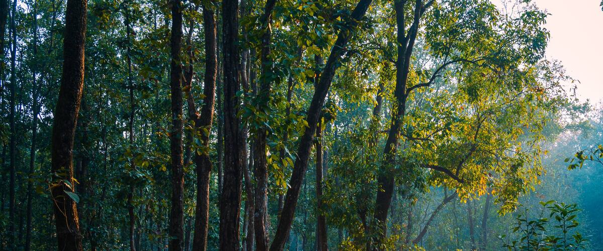 A dense forest with tall trees and a ground covered in fallen leaves.