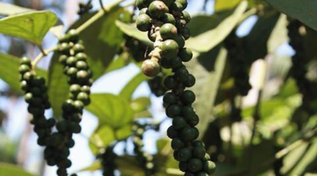 #LifeAtExpedia
Pepper growing on coconut trees in my fatherâs farm