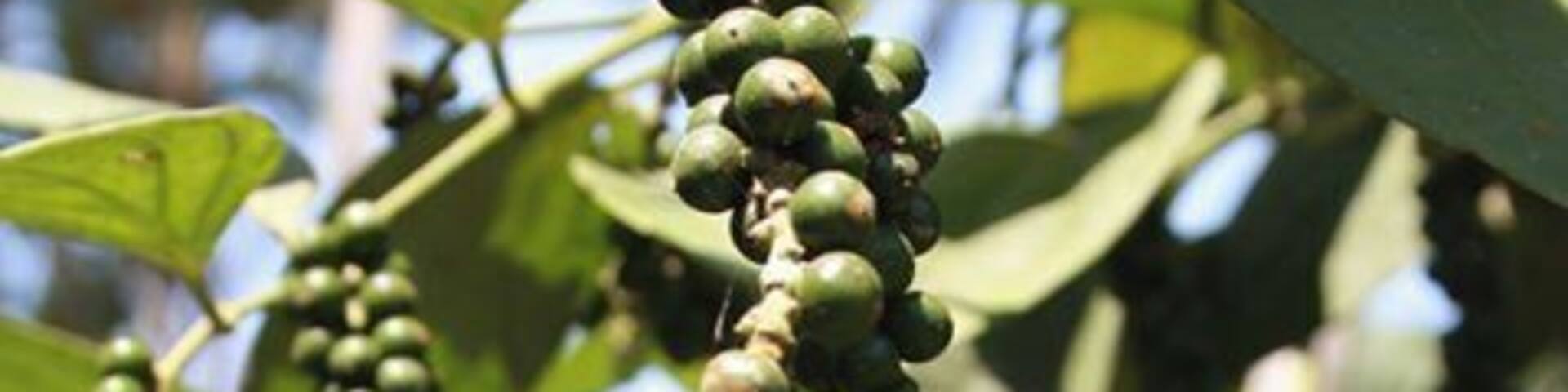 #LifeAtExpedia
Pepper growing on coconut trees in my father’s farm