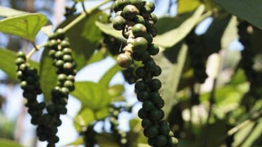 #LifeAtExpedia
Pepper growing on coconut trees in my father’s farm