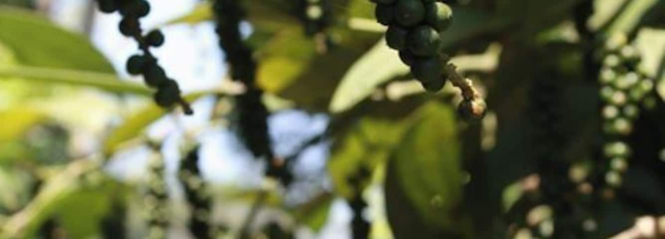 #LifeAtExpedia
Pepper growing on coconut trees in my father’s farm