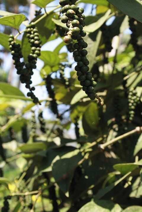 A close-up of a plant with clusters of green fruits hanging from its branches.