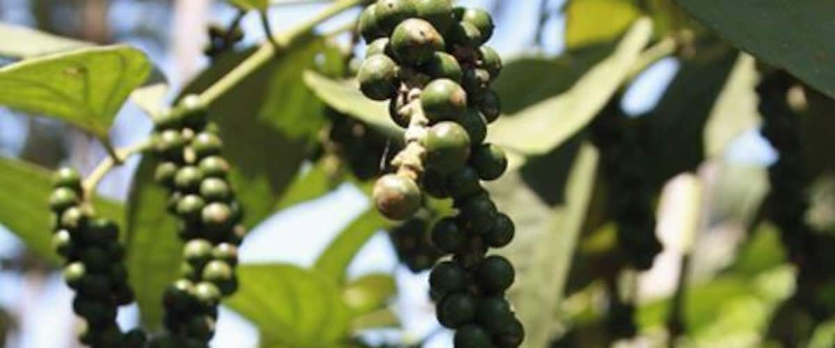 A close-up of a plant with clusters of green fruits hanging from its branches.