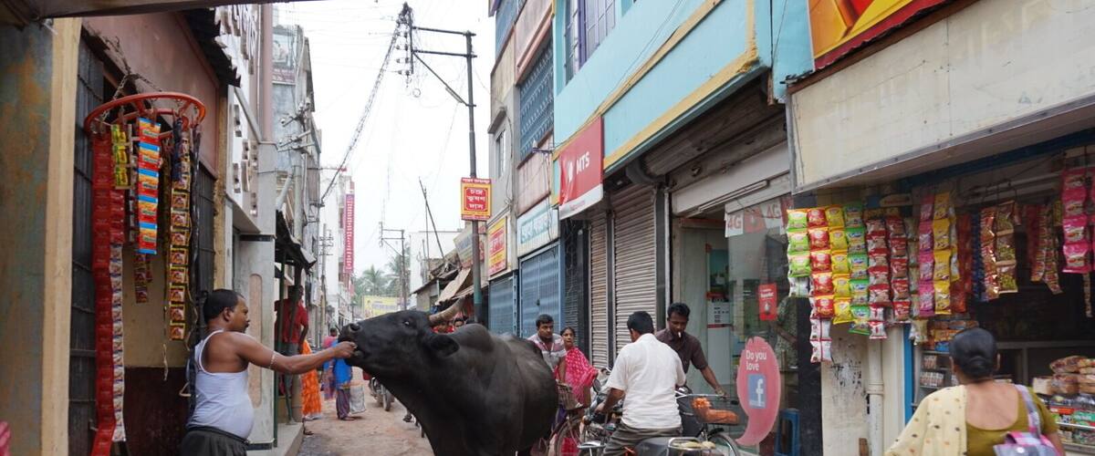 A narrow street with shops on both sides, a man feeding a cow, and a woman walking by.