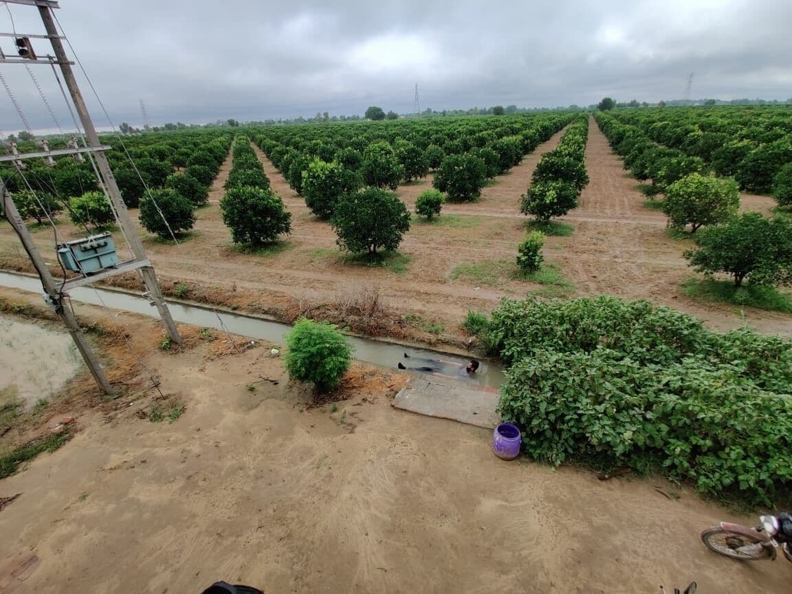 keenu and Guavas orchard getting ready for the new season