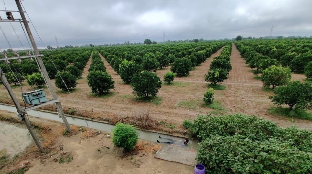 keenu and Guavas orchard getting ready for the new season