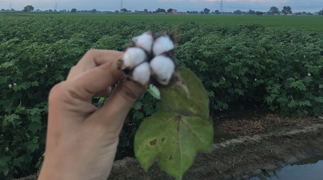 Cotton cultivation and village backgrounds with too many interesting people makes this place out of touch from the contaminated modern world.