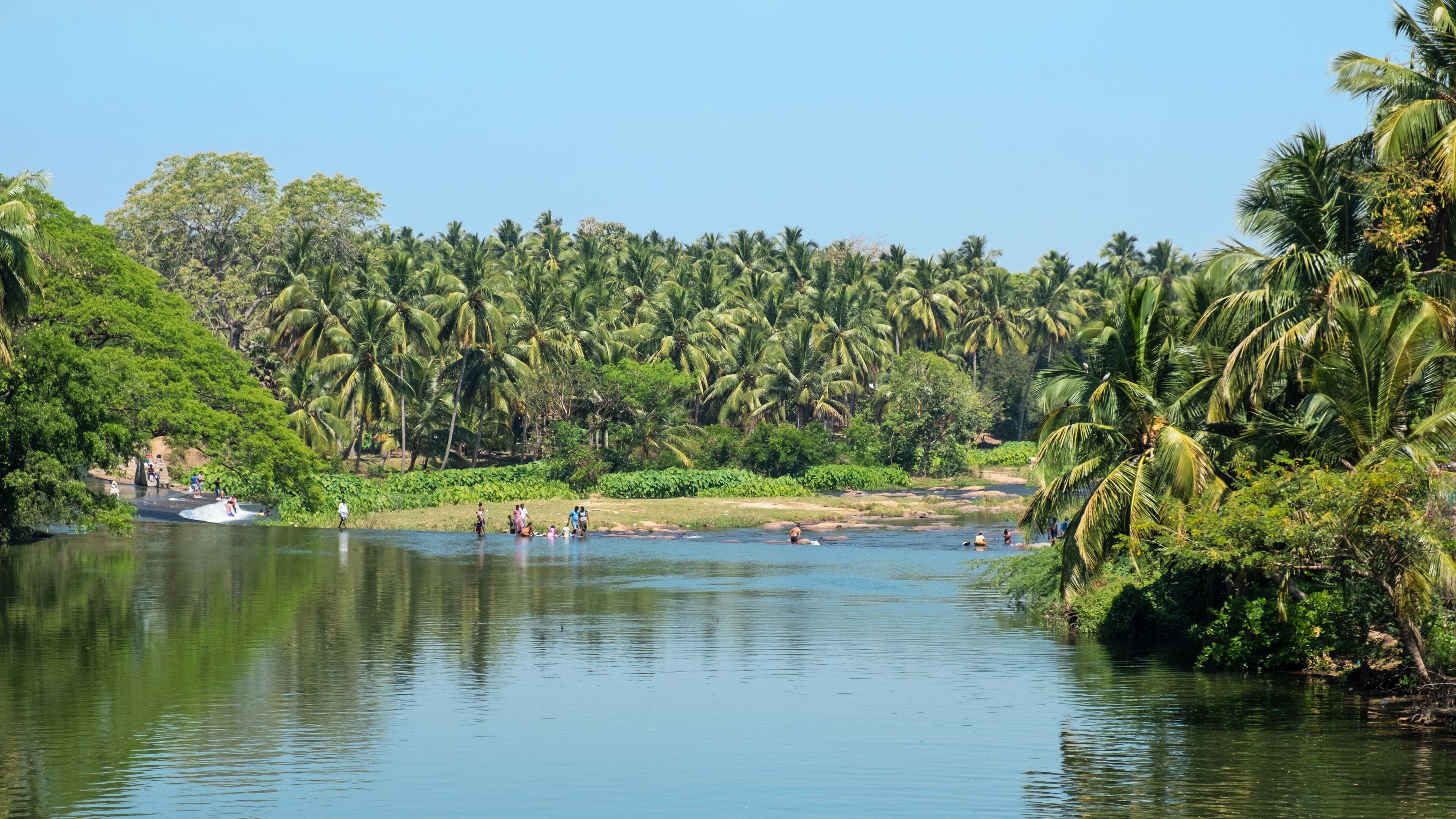 A river surrounded by dense palm trees and greenery.